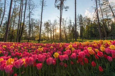 Tulip Field at Sunset Poster. poster