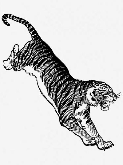Jumping tiger, vintage animal illustration.
