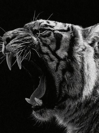 Roaring Tiger Black-White Poster. poster