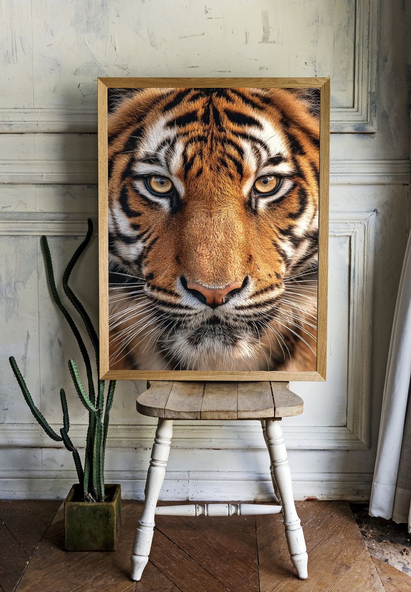 Tiger Portrait Photography Poster. — room view 1