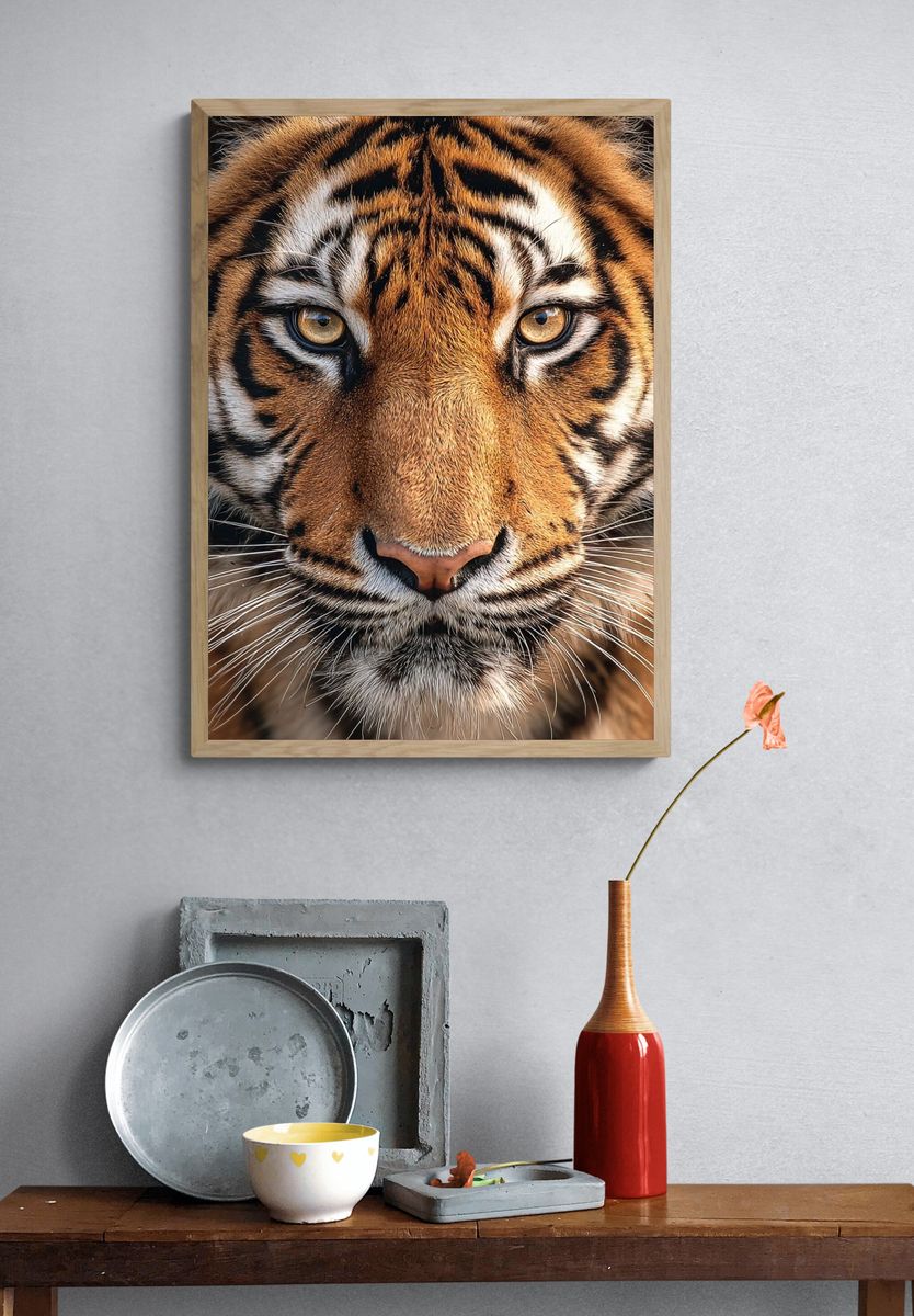 Tiger Portrait Photography Poster. — room view 3