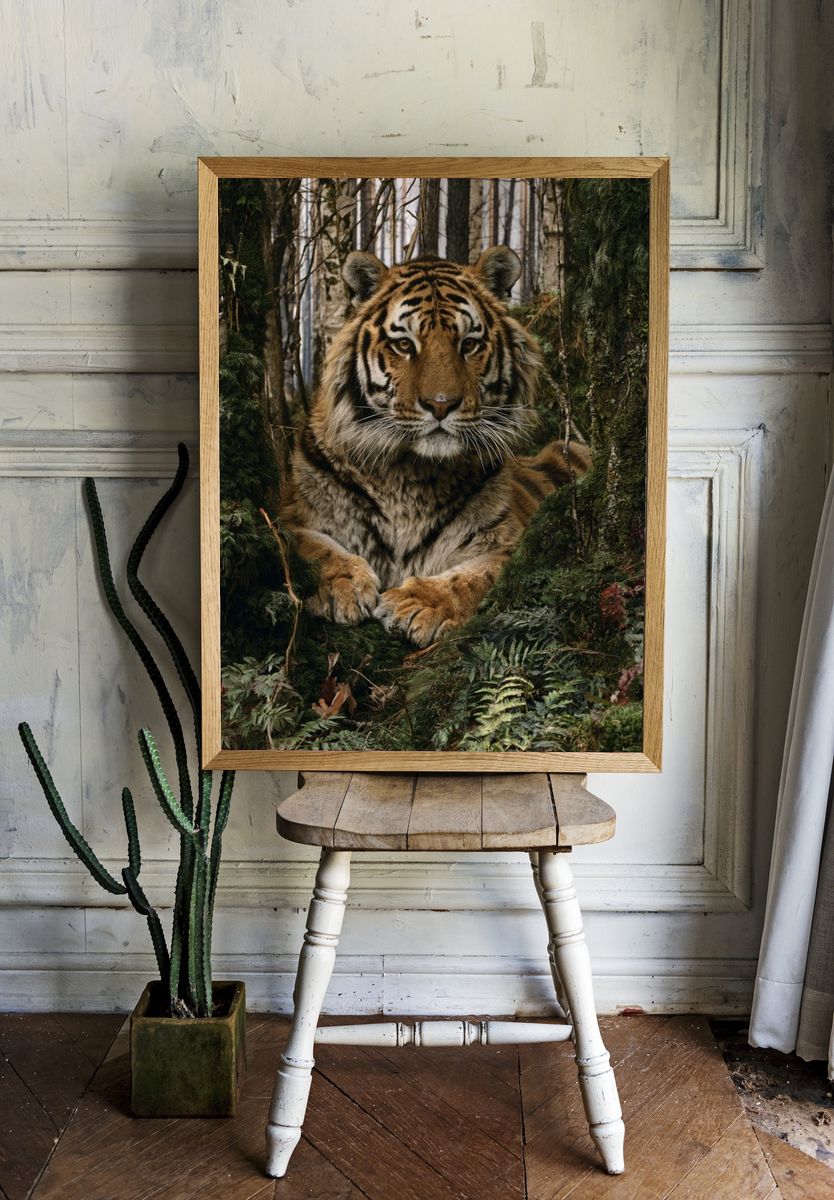 Tiger in Forest Photography Poster. room preview