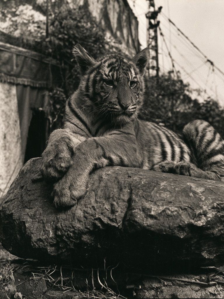 Tiger on Rock Black-White Poster. poster detail