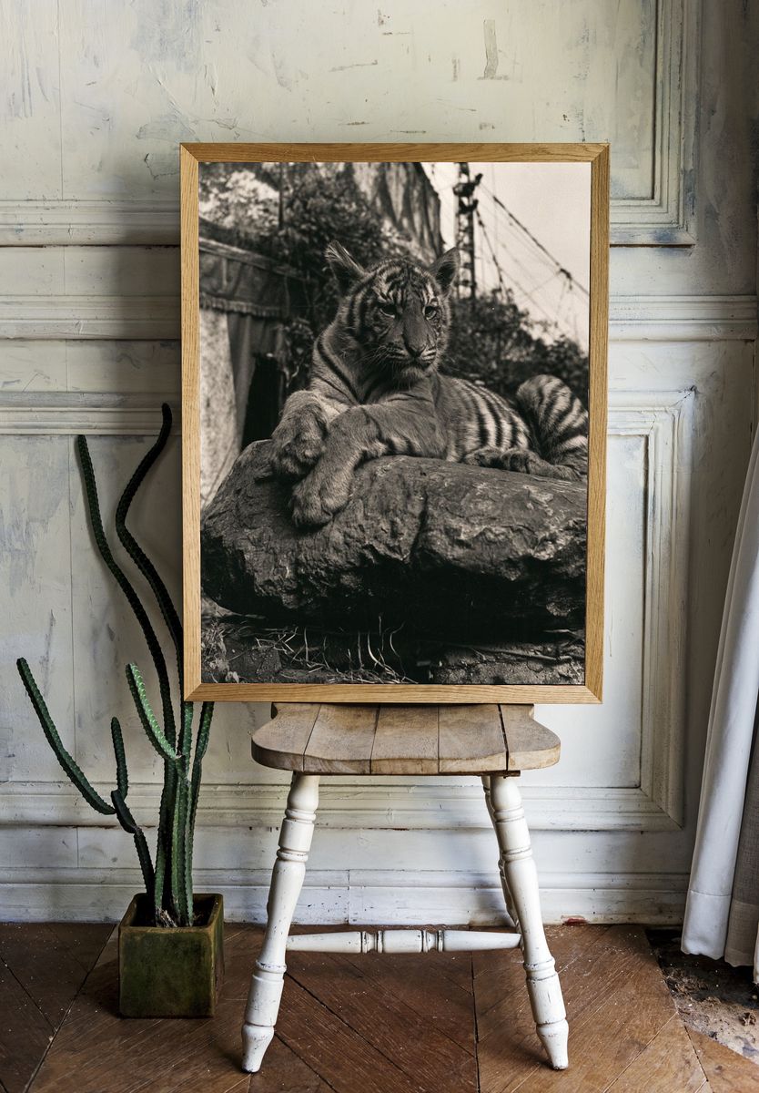 Tiger on Rock Black-White Poster. — room view 1
