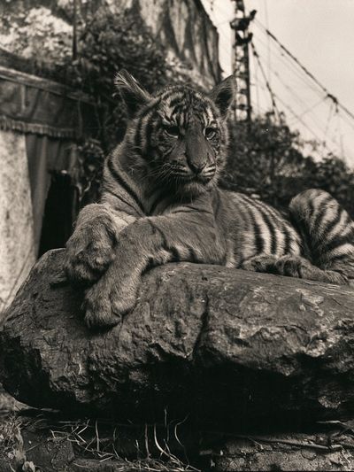 Tiger on Rock Black-White Poster.