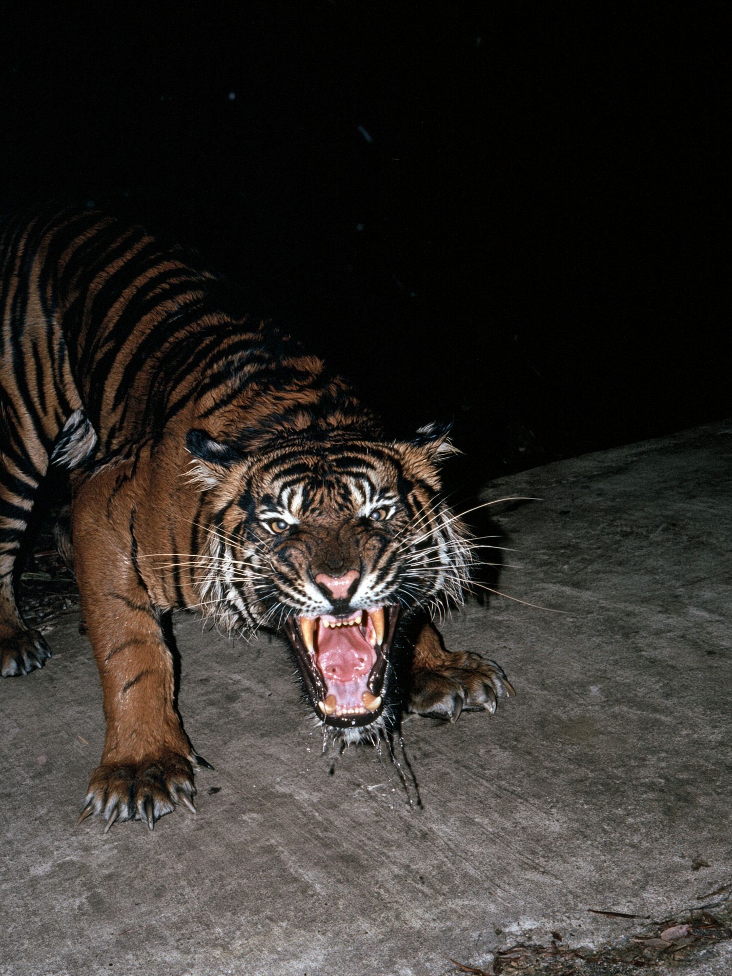 Roaring Tiger Photography Poster. poster detail