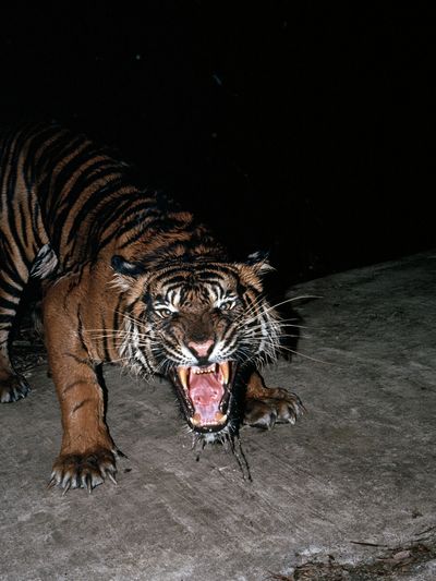 Roaring Tiger Photography Poster.