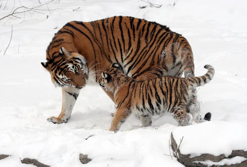 Tiger Family in Snow — Wildlife Photography Print. poster detail
