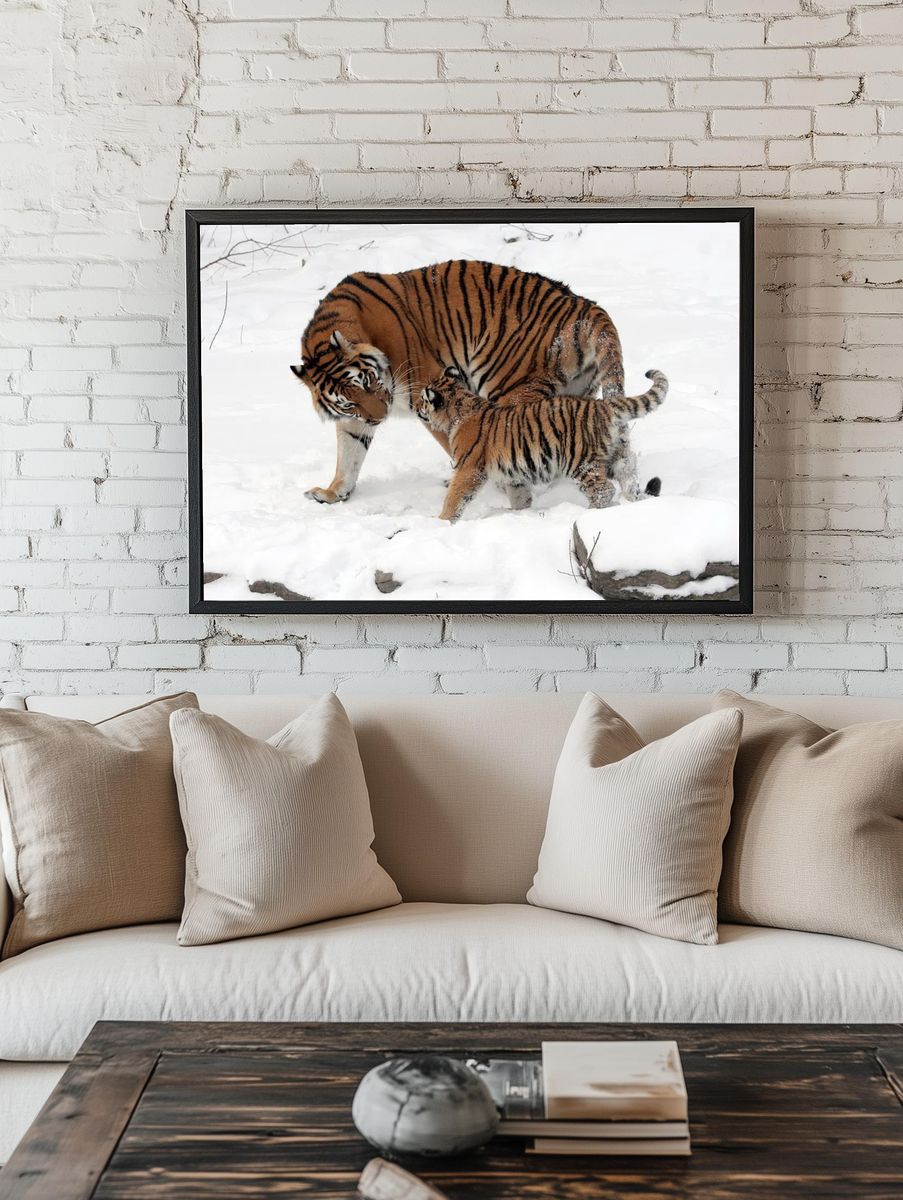 Tiger Family in Snow — Wildlife Photography Print. — room view 1