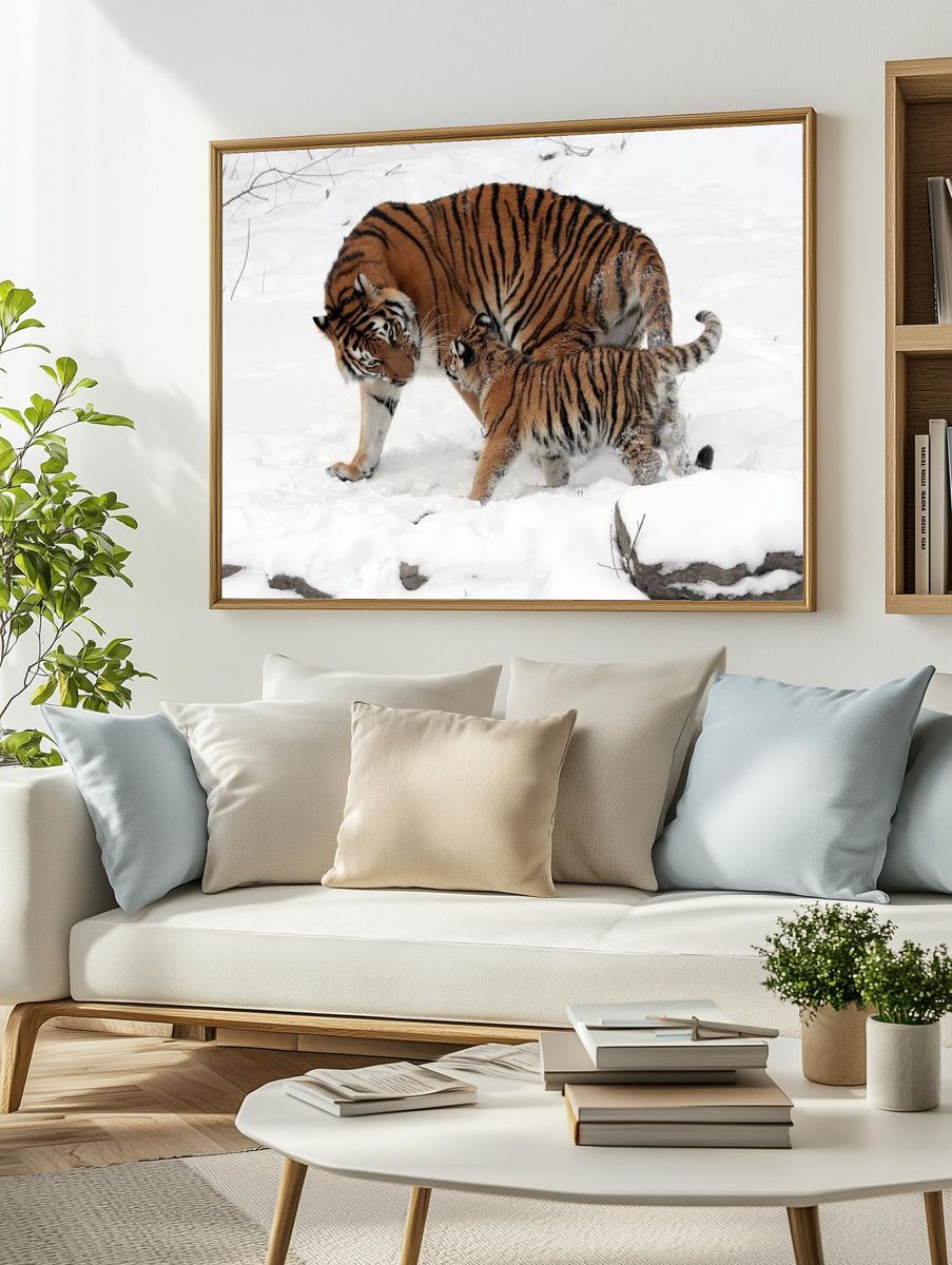 Tiger Family in Snow — Wildlife Photography Print. — room view 2