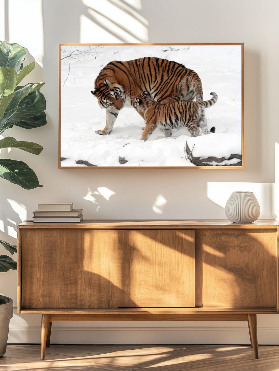 Tiger Family in Snow — Wildlife Photography Print. — room view 3