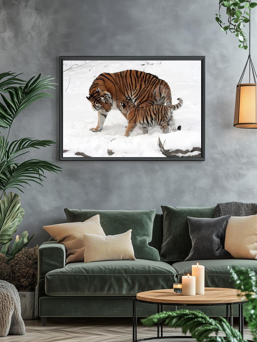 Tiger Family in Snow — Wildlife Photography Print. — room view 4