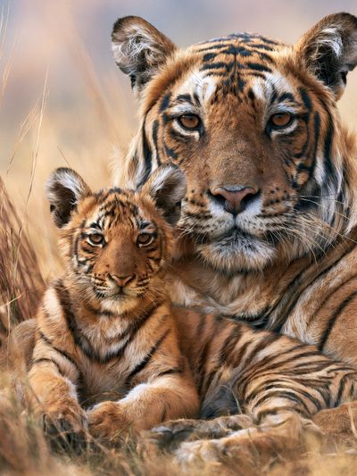 Tiger Mother and Cub Photography Poster.