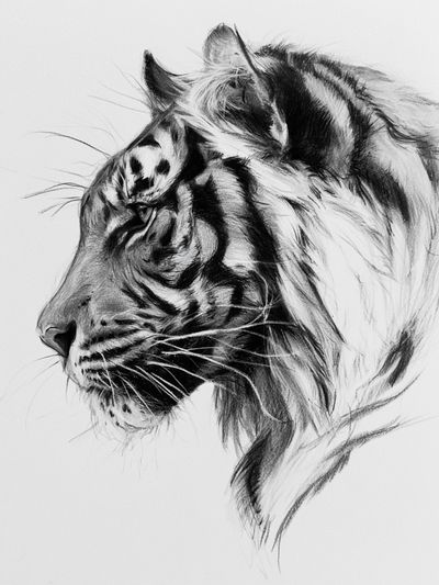 Tiger Profile Sketch Poster.