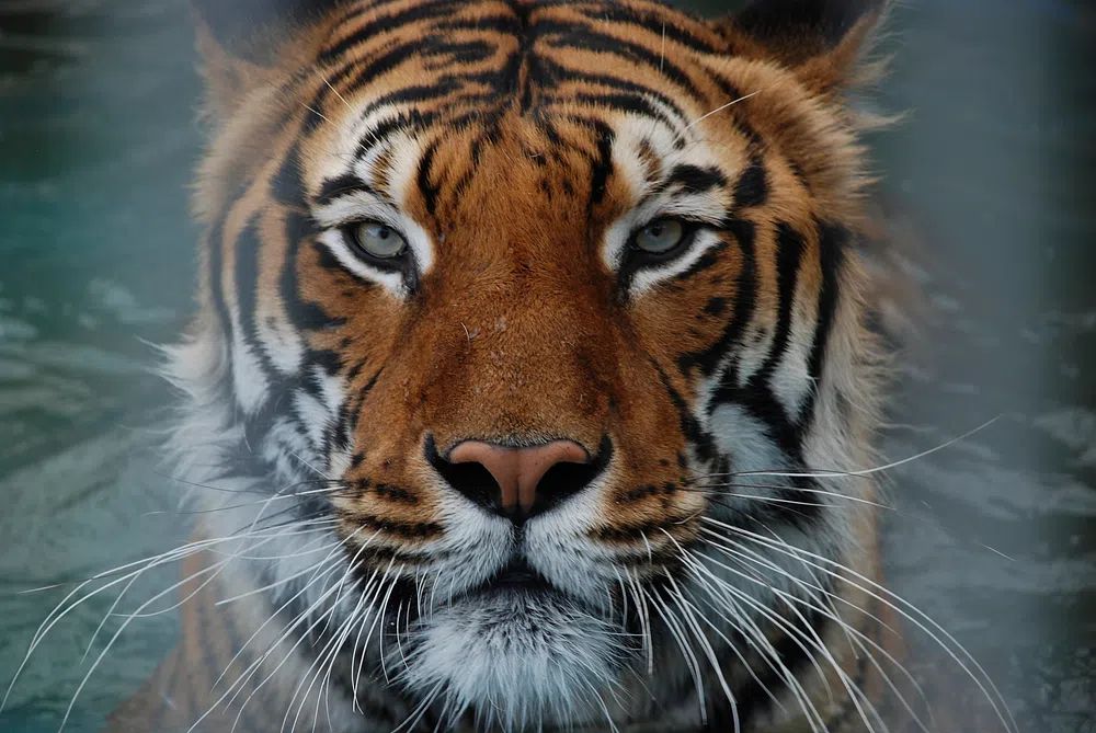 Majestic Tiger Portrait Poster. poster — animals art