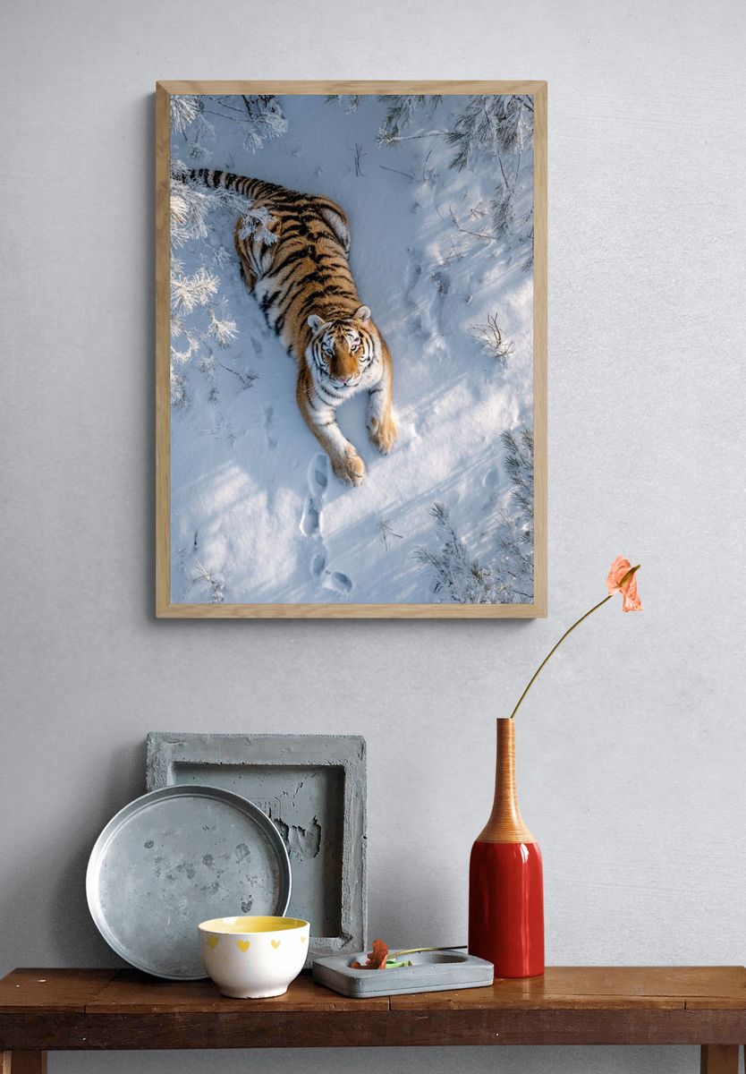 Tiger in Snow — Wildlife Photography Print. — room view 3