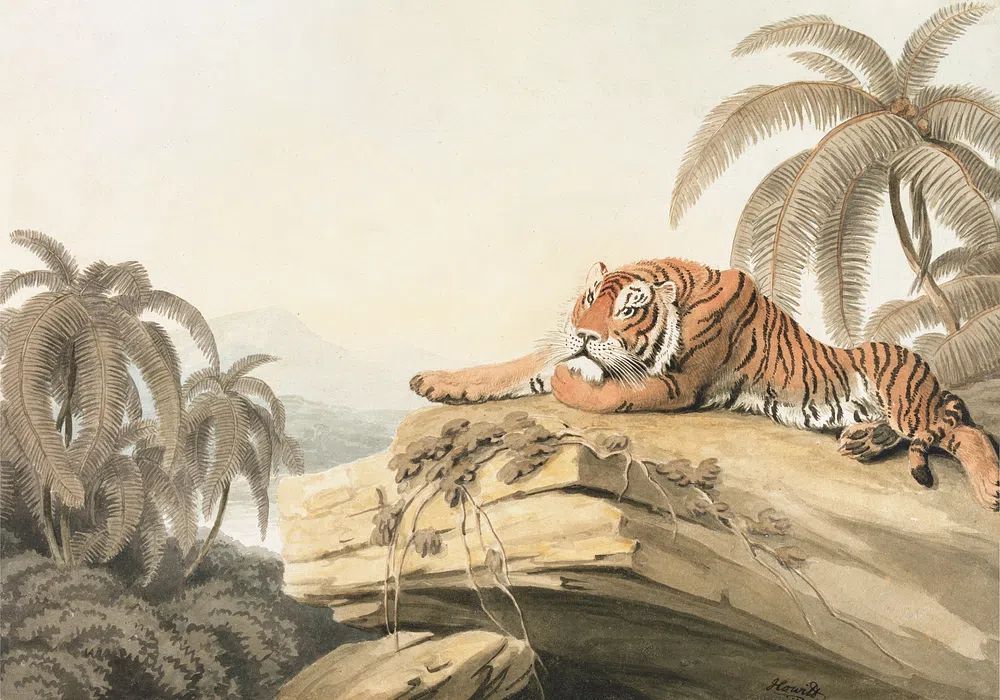 Tiger in Tropical Landscape — Vintage Print. poster detail