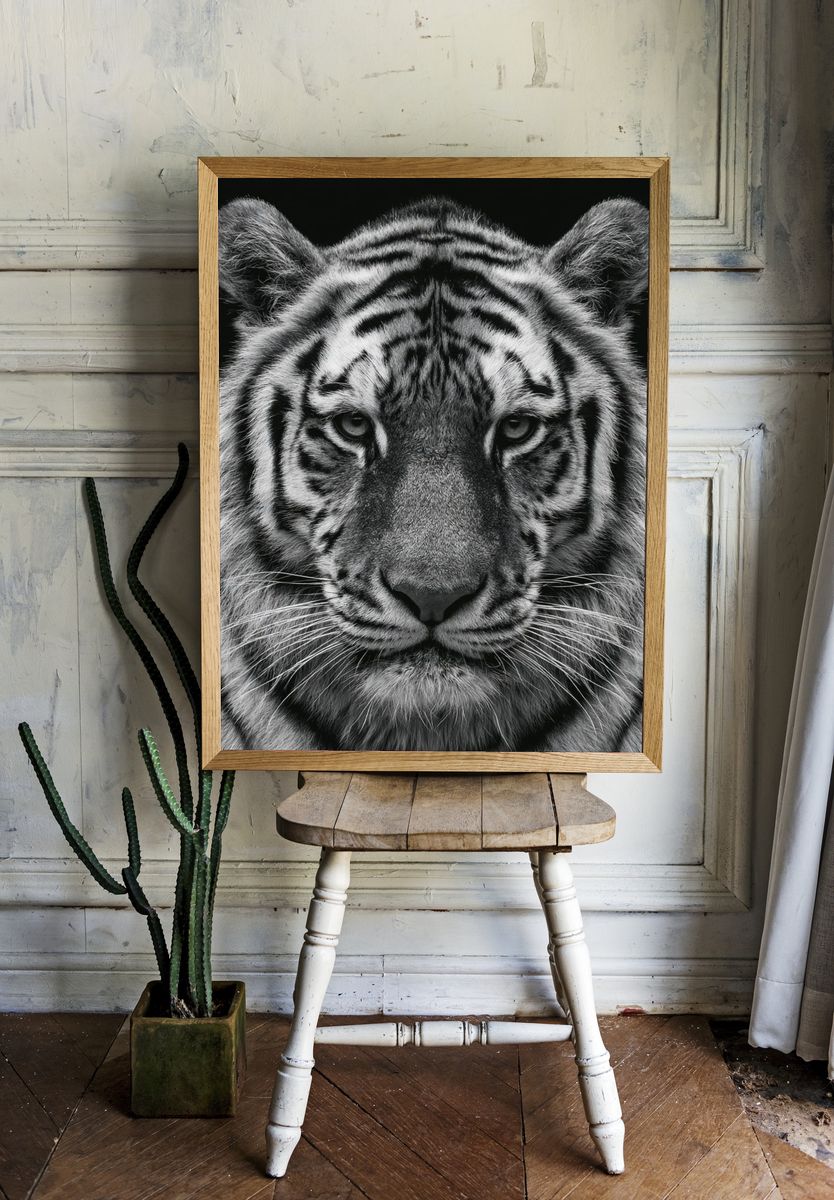 Tiger Portrait Photography Poster. room preview
