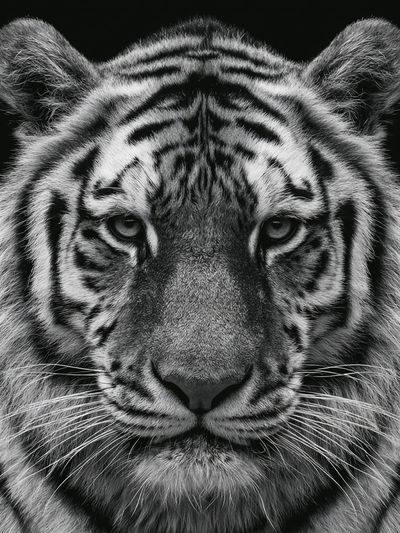 Tiger Portrait Photography Poster.