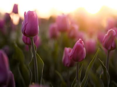 Blooming Tulips at Sunset — Nature Print