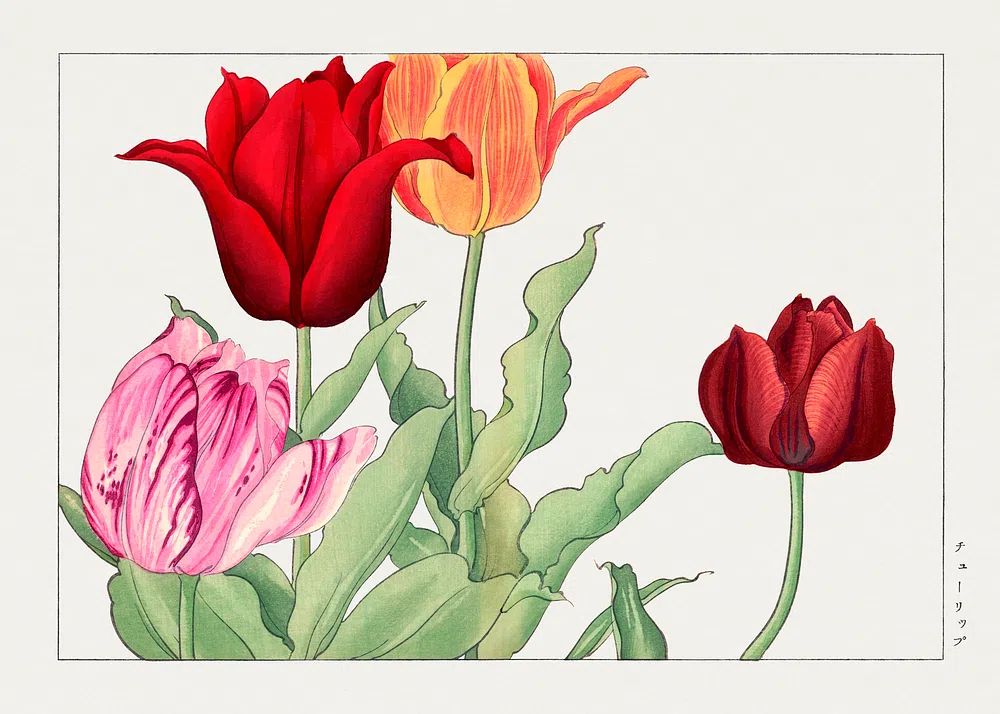 Tulip Bouquet — Botanical Print. poster — botanical art
