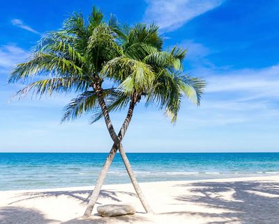 Sunny beach palm tree, blue.