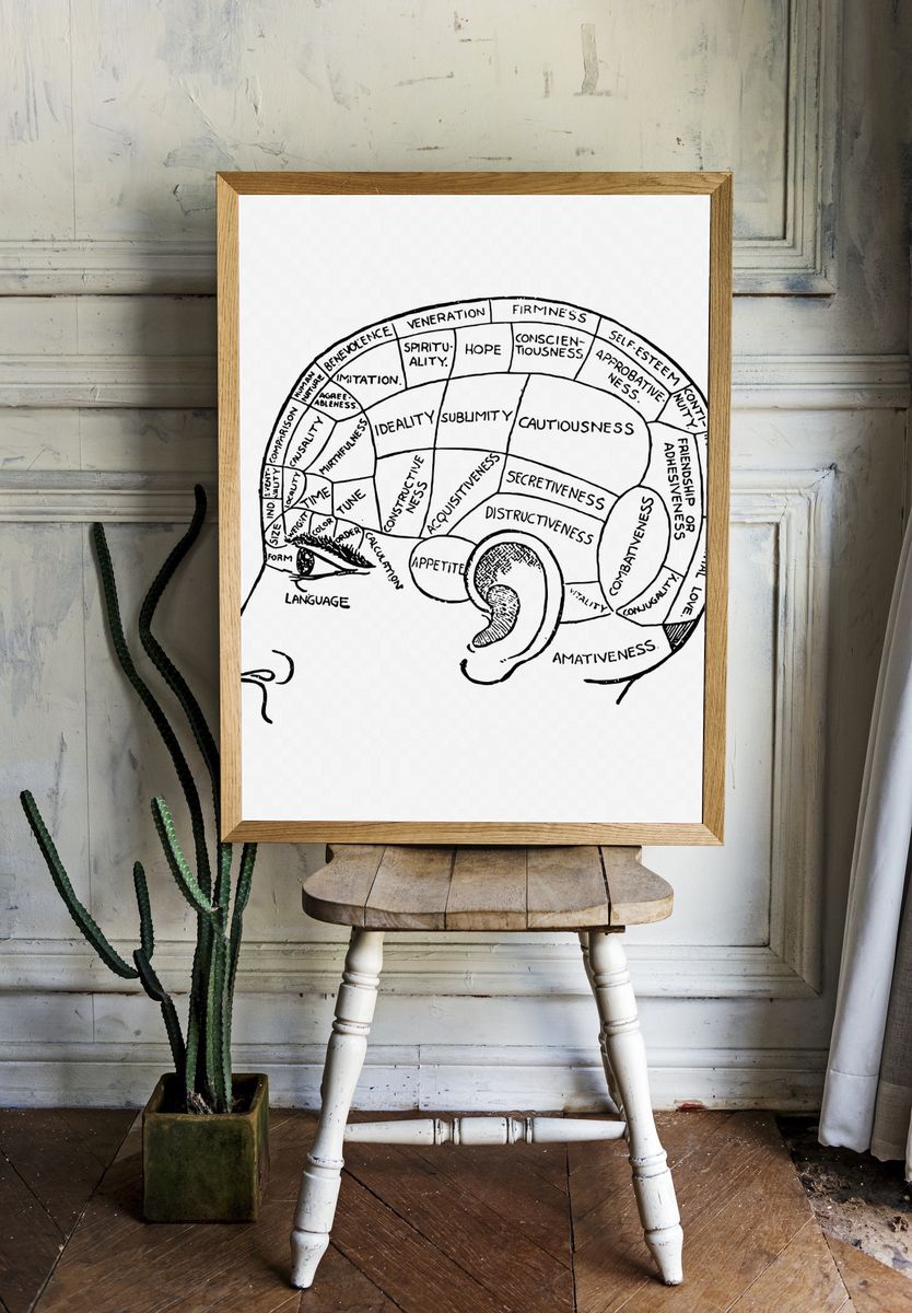 Phrenology chart drawing, vintage neurology. room preview
