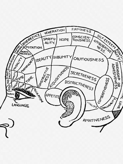 Phrenology chart drawing, vintage neurology.