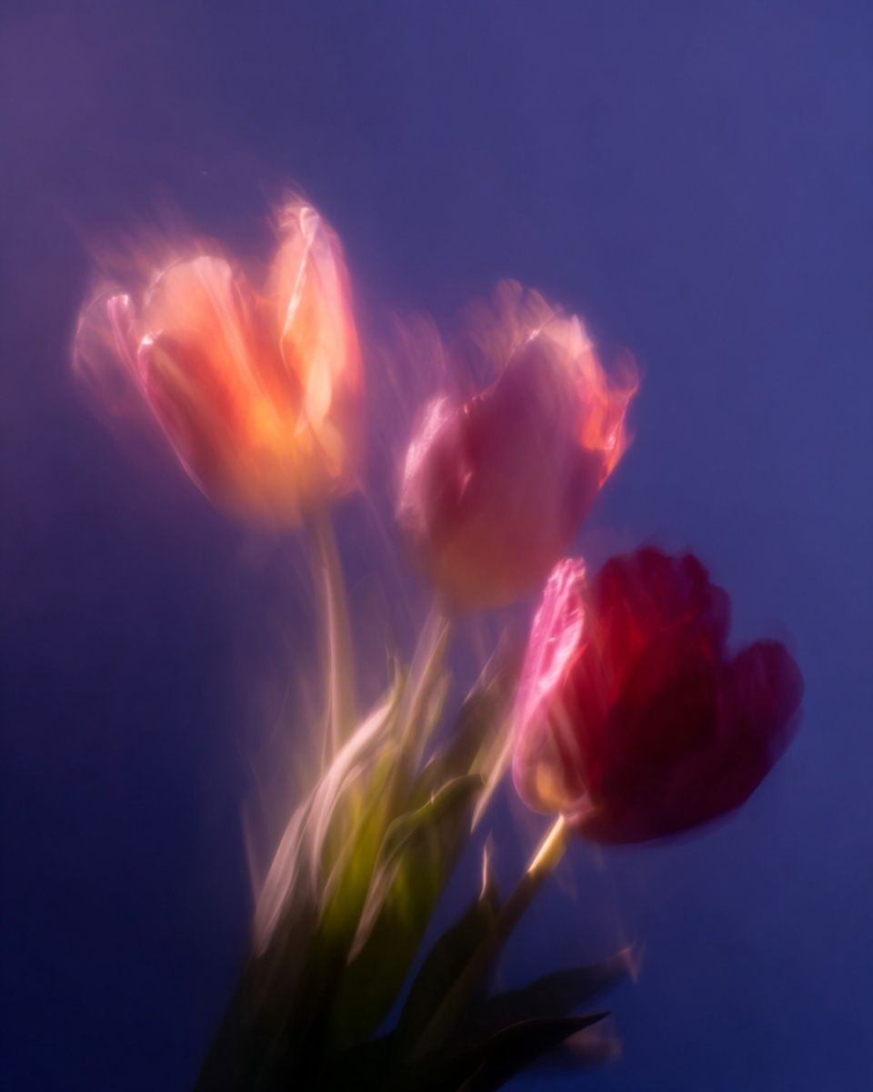 Dreamy Tulips Photography Poster. poster detail