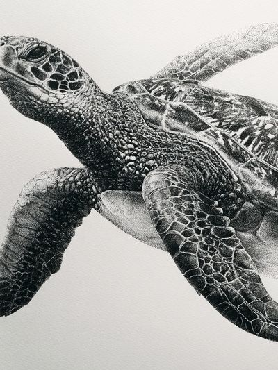 Sea Turtle Black-White Print.