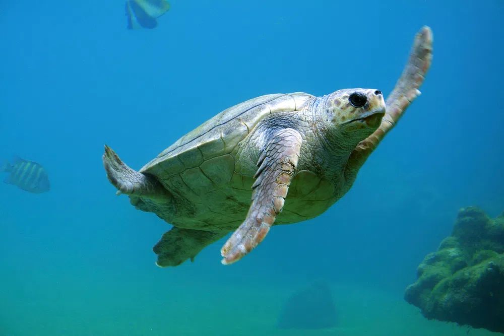 Sea Turtle Swimming — Nature Print. poster — nature art