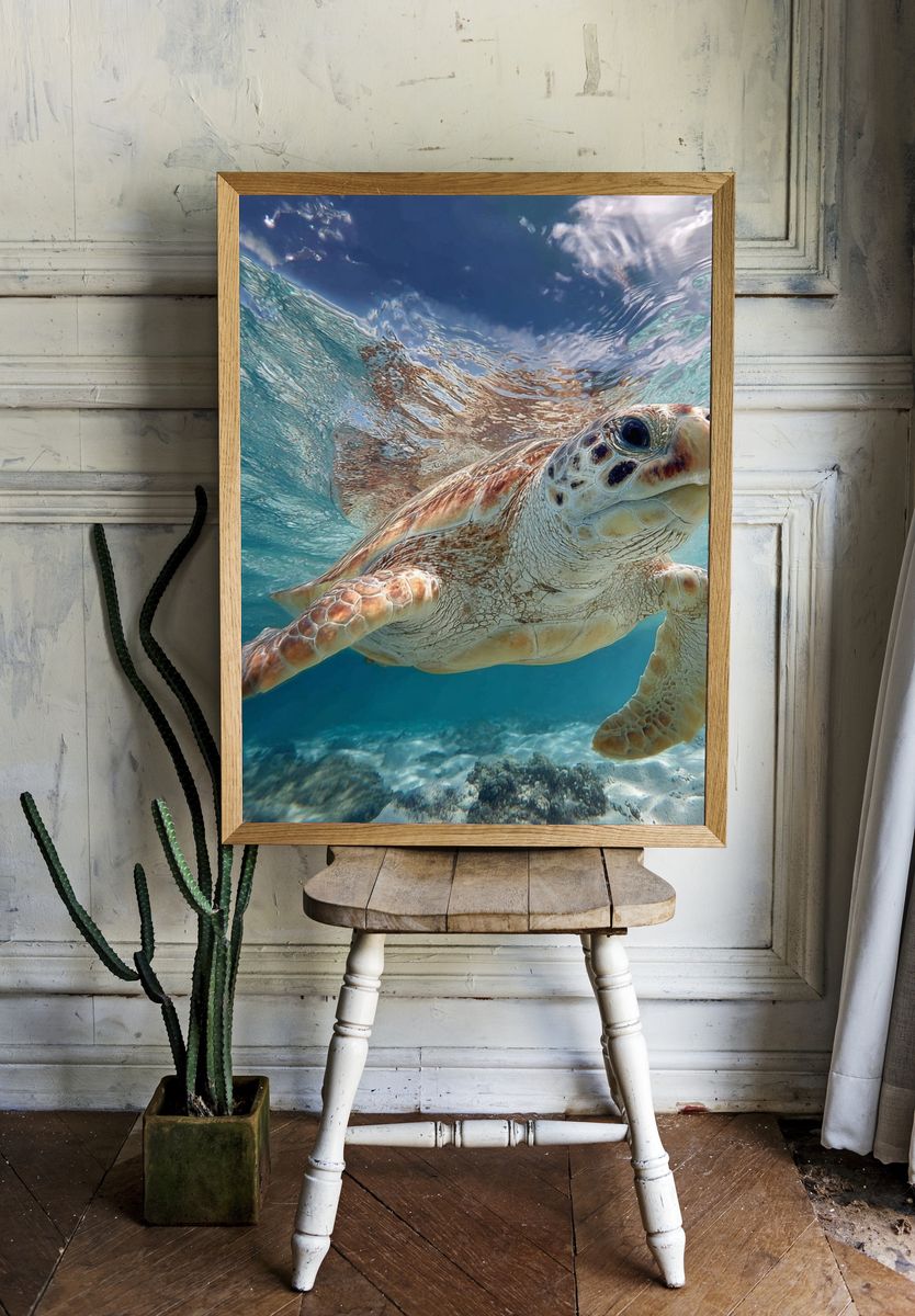 Sea Turtle Underwater Photography Poster. — room view 1
