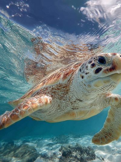 Sea Turtle Underwater Photography Poster. poster print