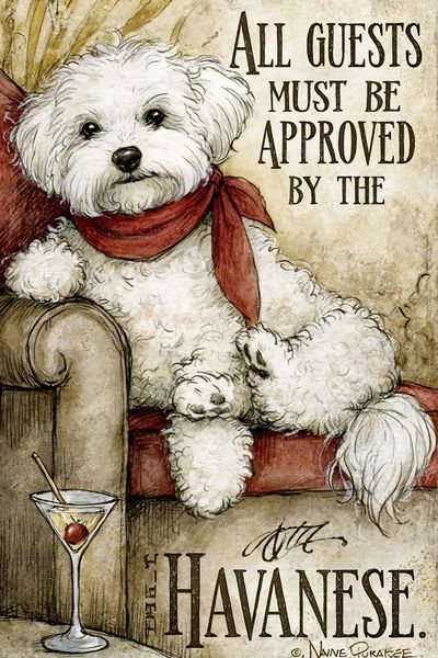 Havanese Dog Quote Typography Poster. poster