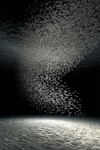 Underwater School of Fish — Photography Print. poster print