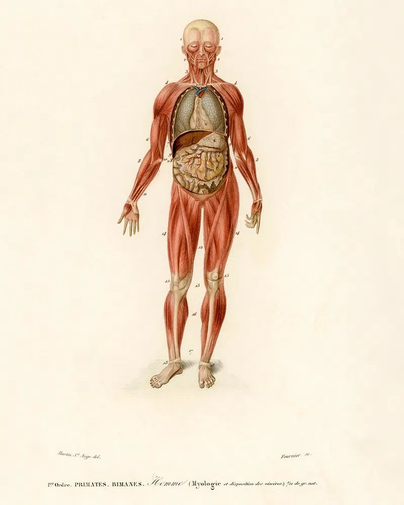 Myology disposition viscera illustrated Charles. poster — vintage art