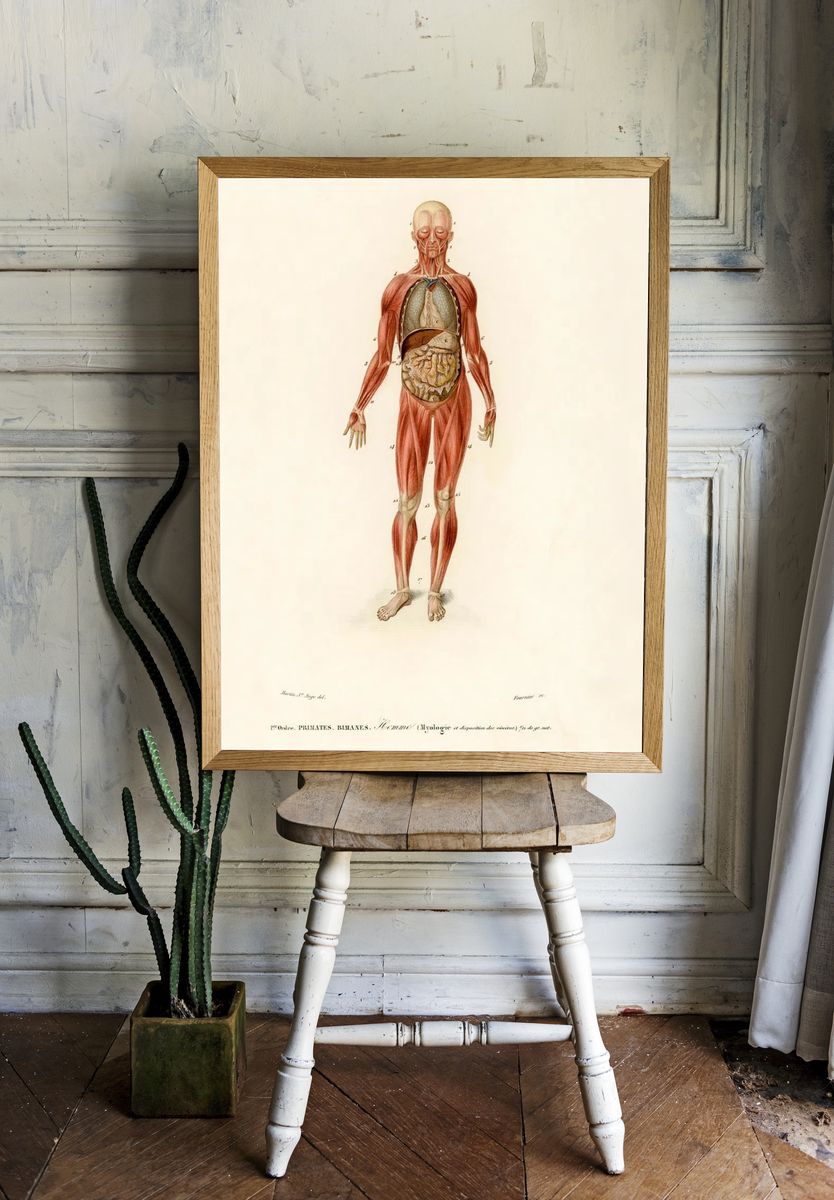 Myology disposition viscera illustrated Charles. — room view 1