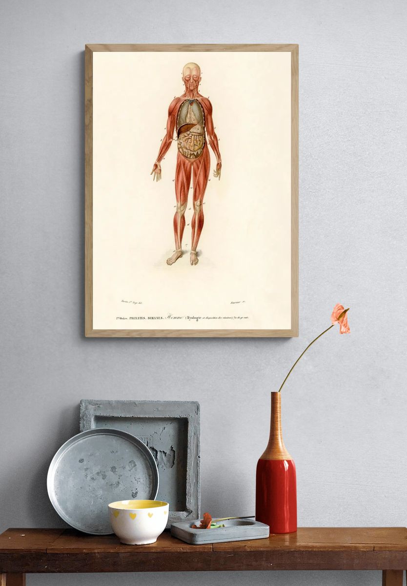 Myology disposition viscera illustrated Charles. — room view 3