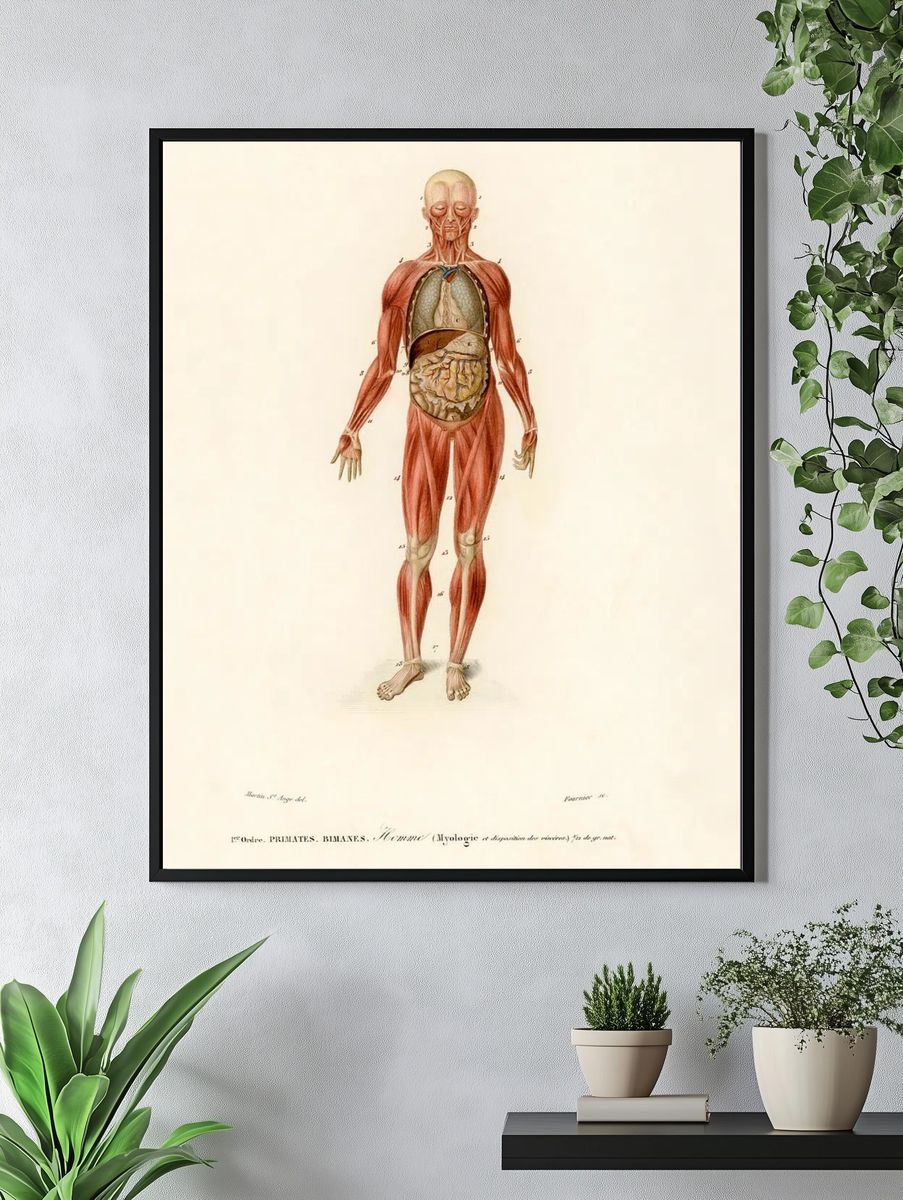 Myology disposition viscera illustrated Charles. — room view 4