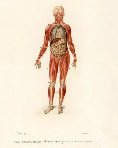Myology disposition viscera illustrated Charles.