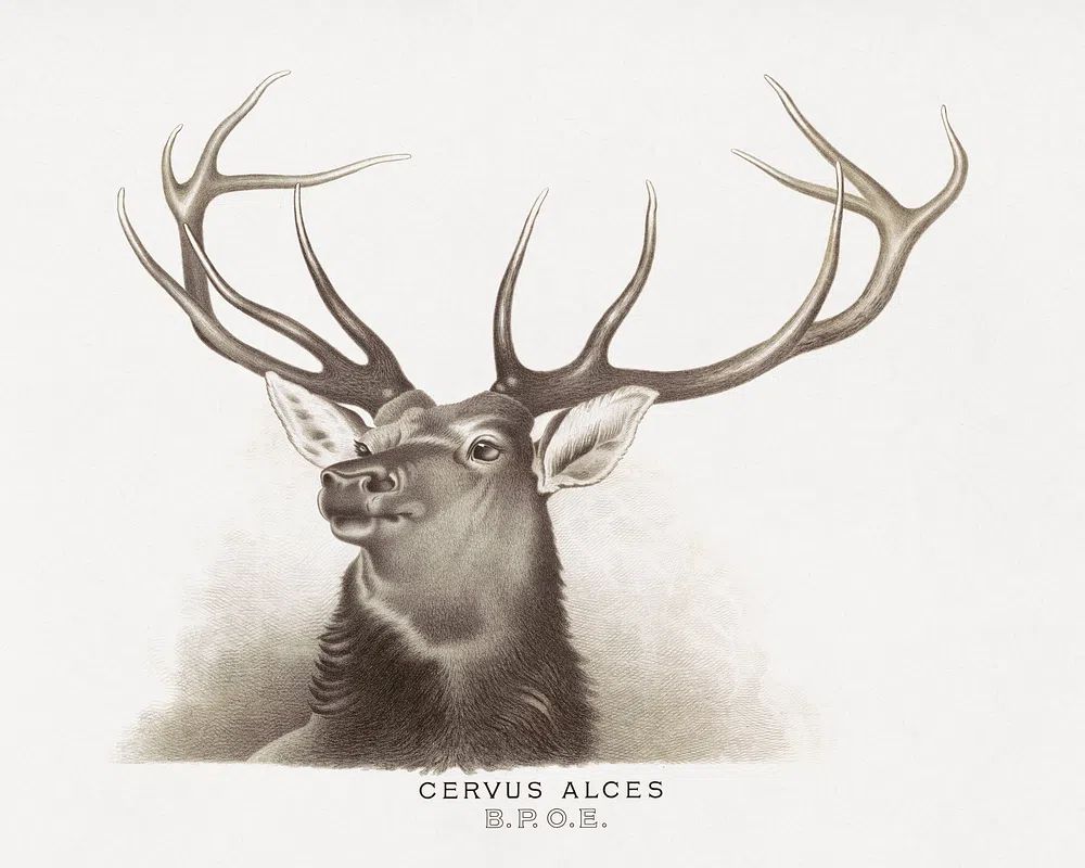 Cervus Alces Vintage Print. poster detail