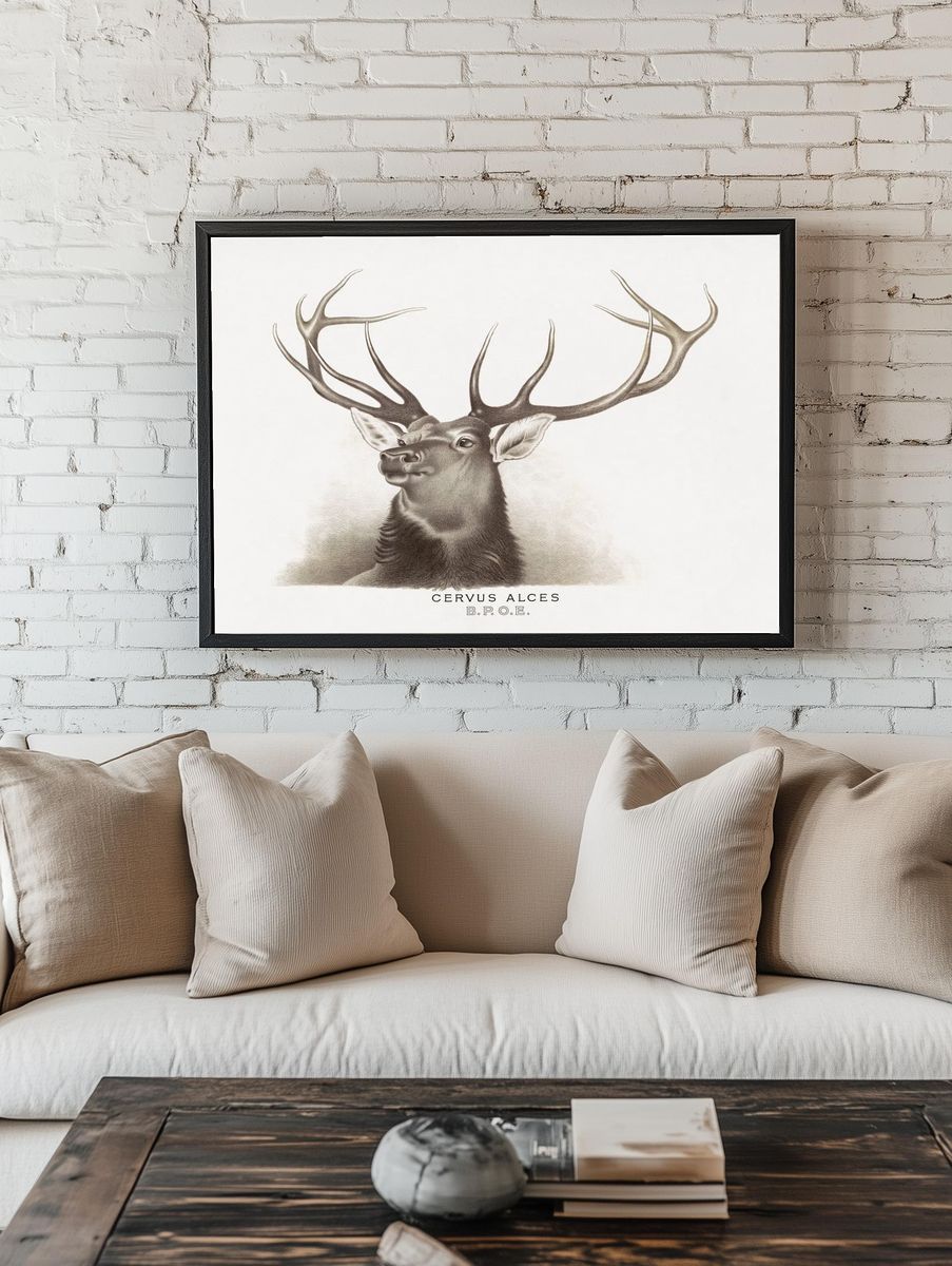 Cervus Alces Vintage Print. — room view 1