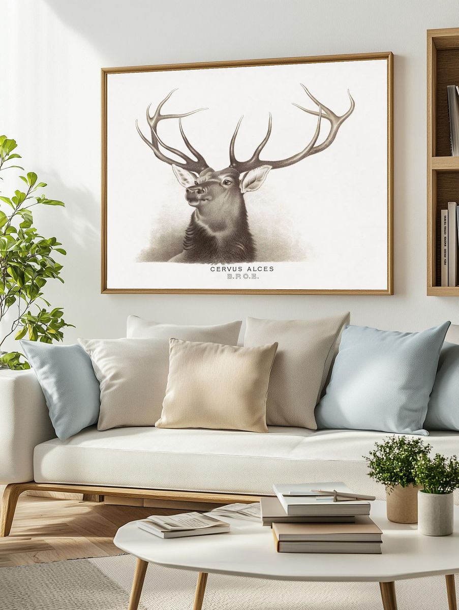 Cervus Alces Vintage Print. — room view 2