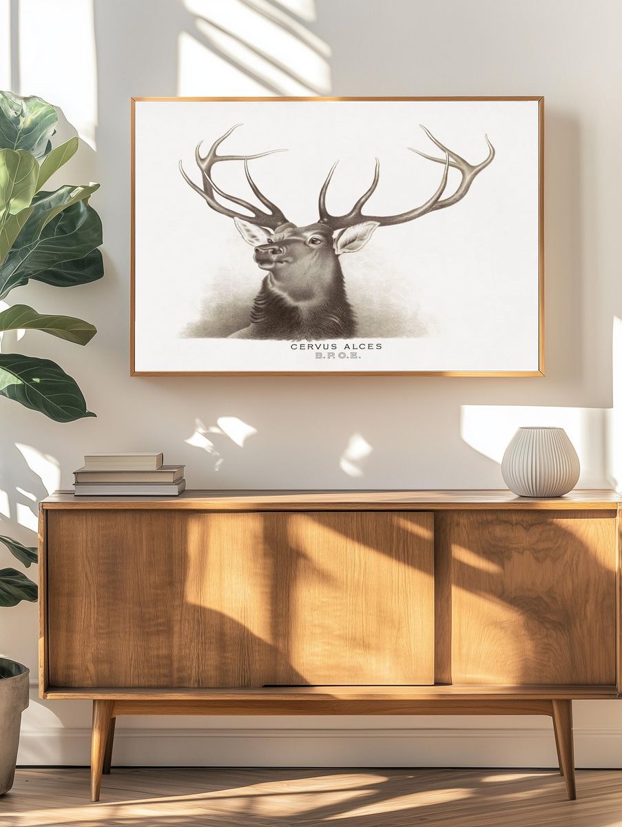 Cervus Alces Vintage Print. — room view 3