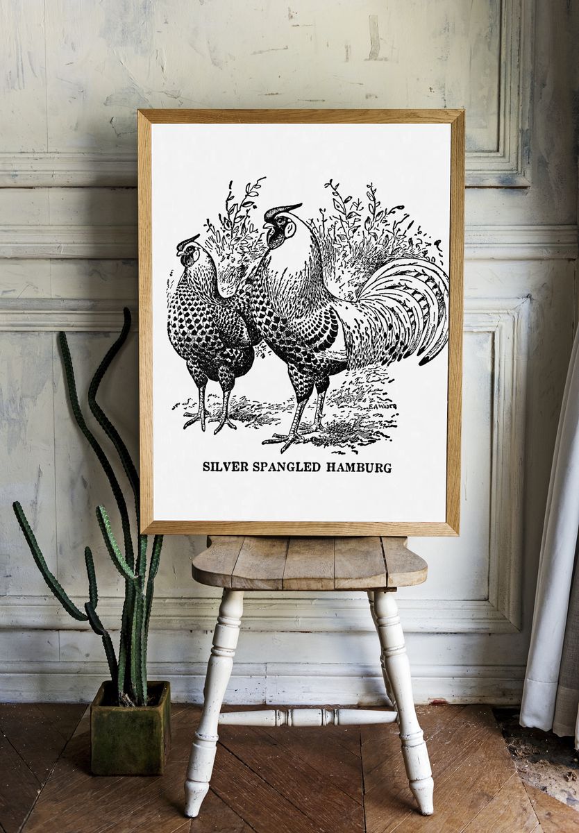Silver Spangled Hamburg — Vintage Print. — room view 1