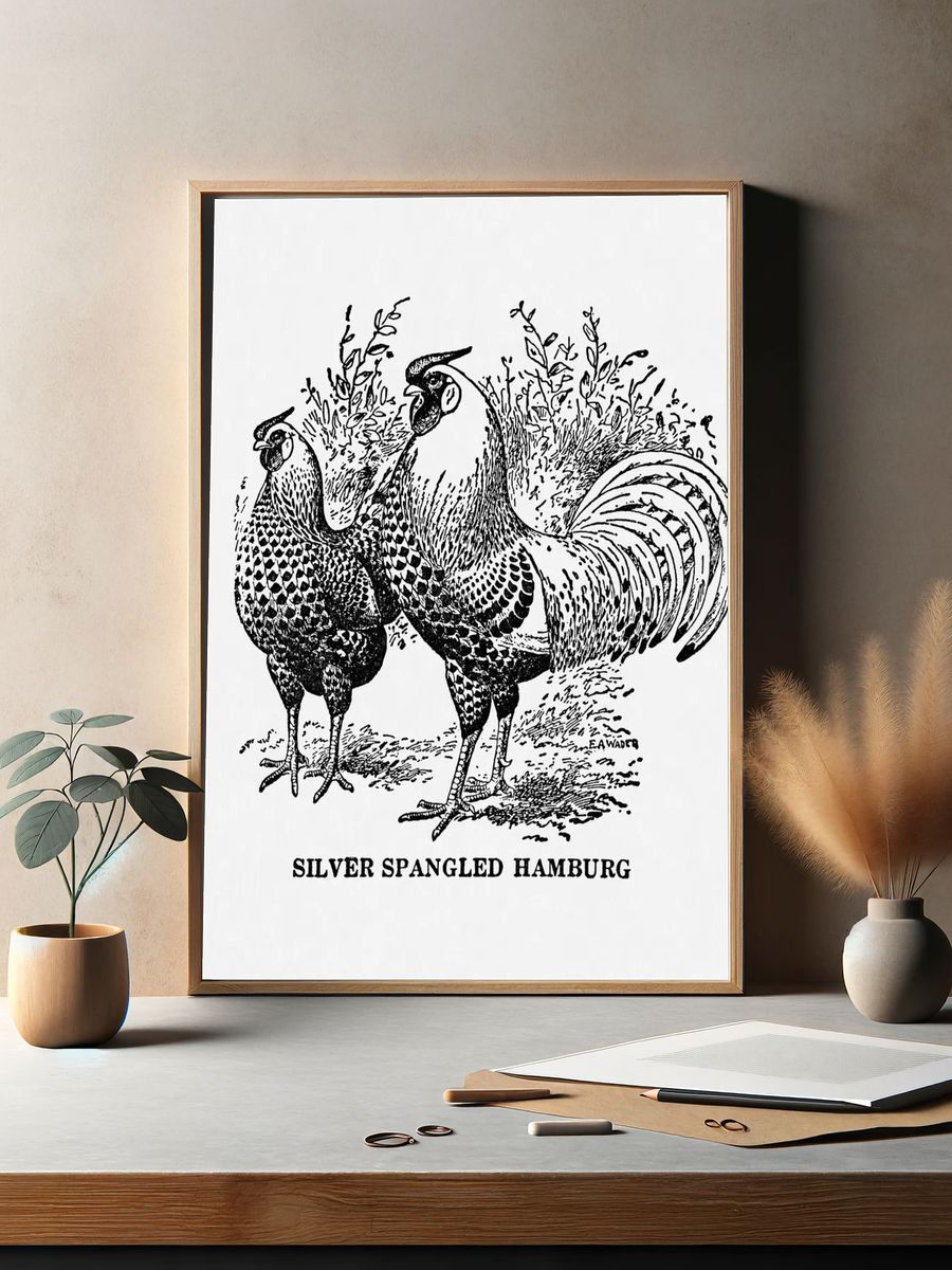 Silver Spangled Hamburg — Vintage Print. — room view 2