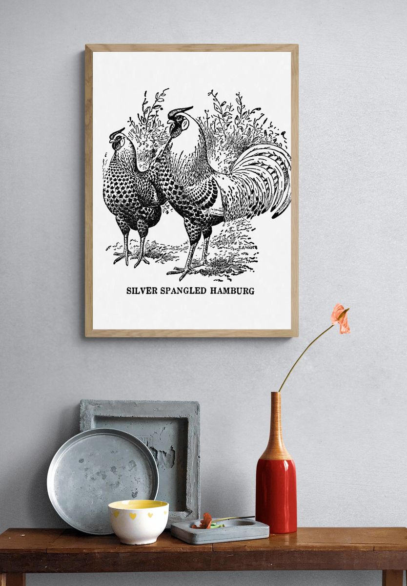 Silver Spangled Hamburg — Vintage Print. — room view 3