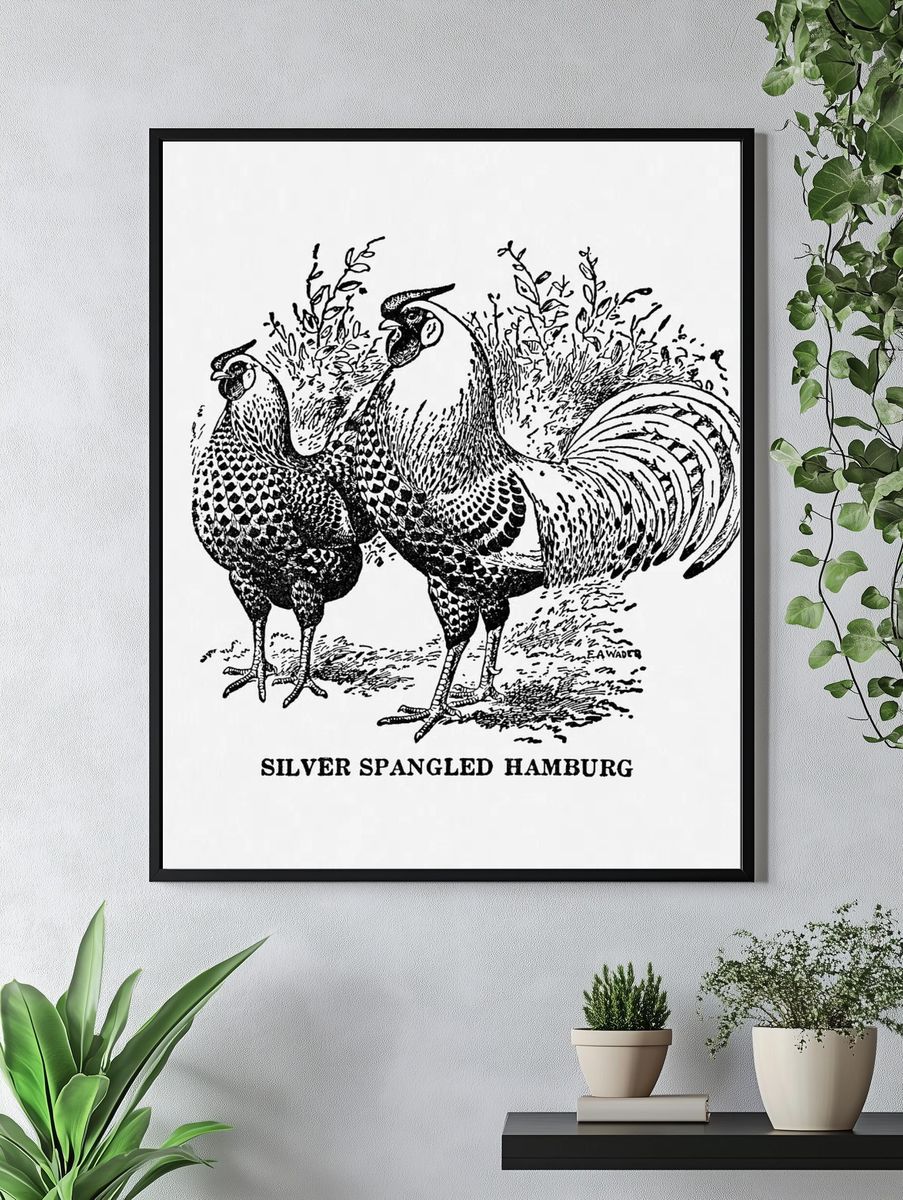Silver Spangled Hamburg — Vintage Print. — room view 4