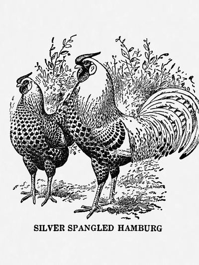 Silver Spangled Hamburg — Vintage Print