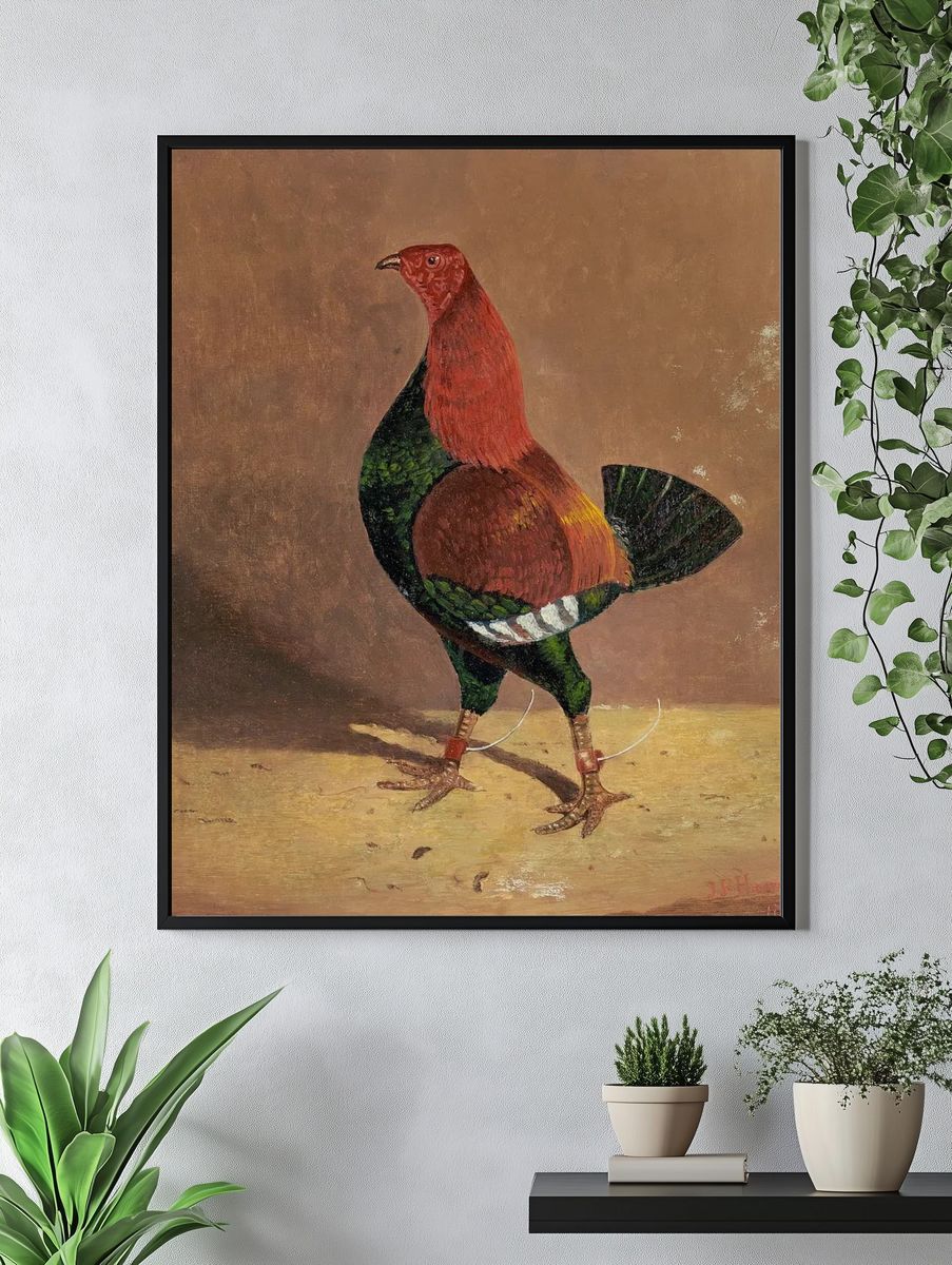 Colorful Rooster — Vintage Print. — room view 4